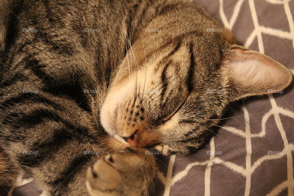 Sleepy kitty on gray blanket