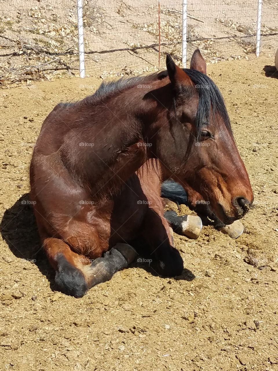One resting horse