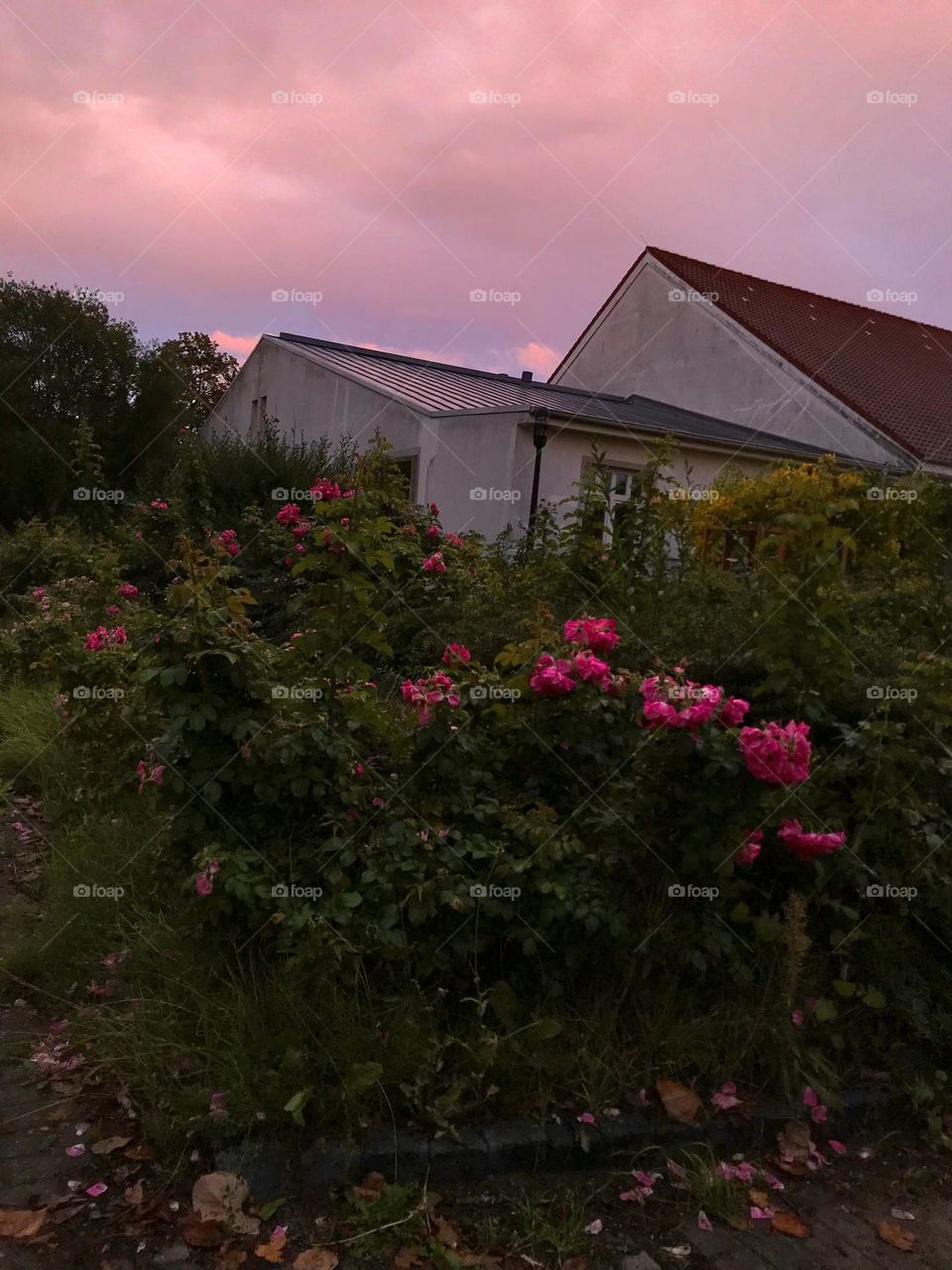 Spring has come 🌸