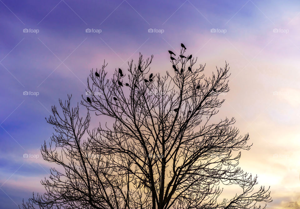 Black birds on tree during colourful sunset