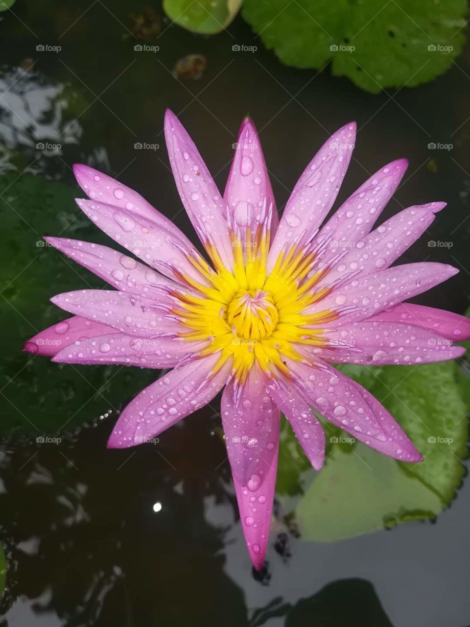 Lotus in a rainy day