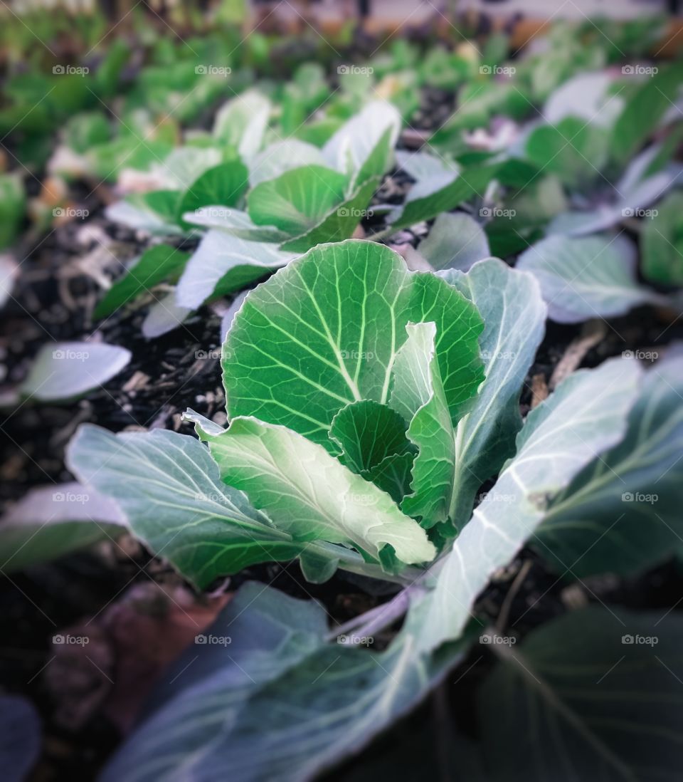 A cabbage patch in a raised bed