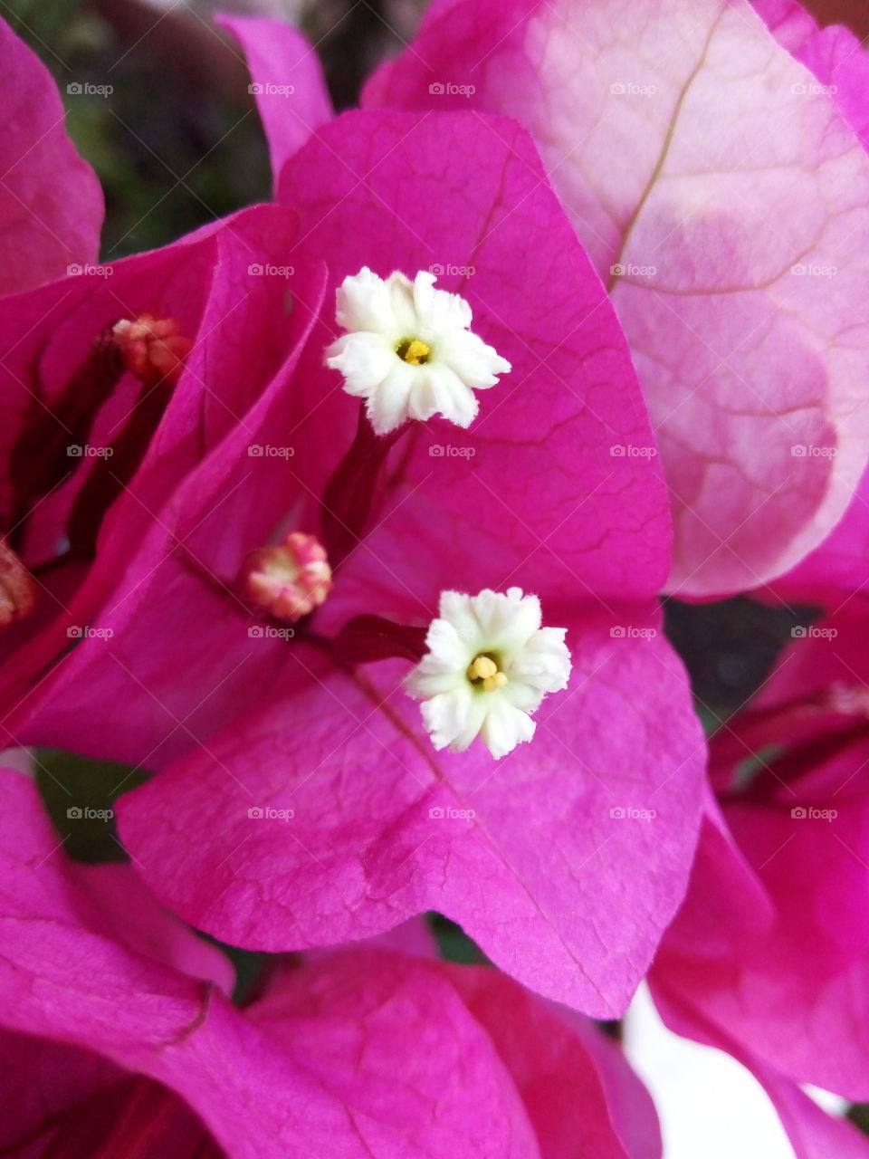 blooming bougainvillea
