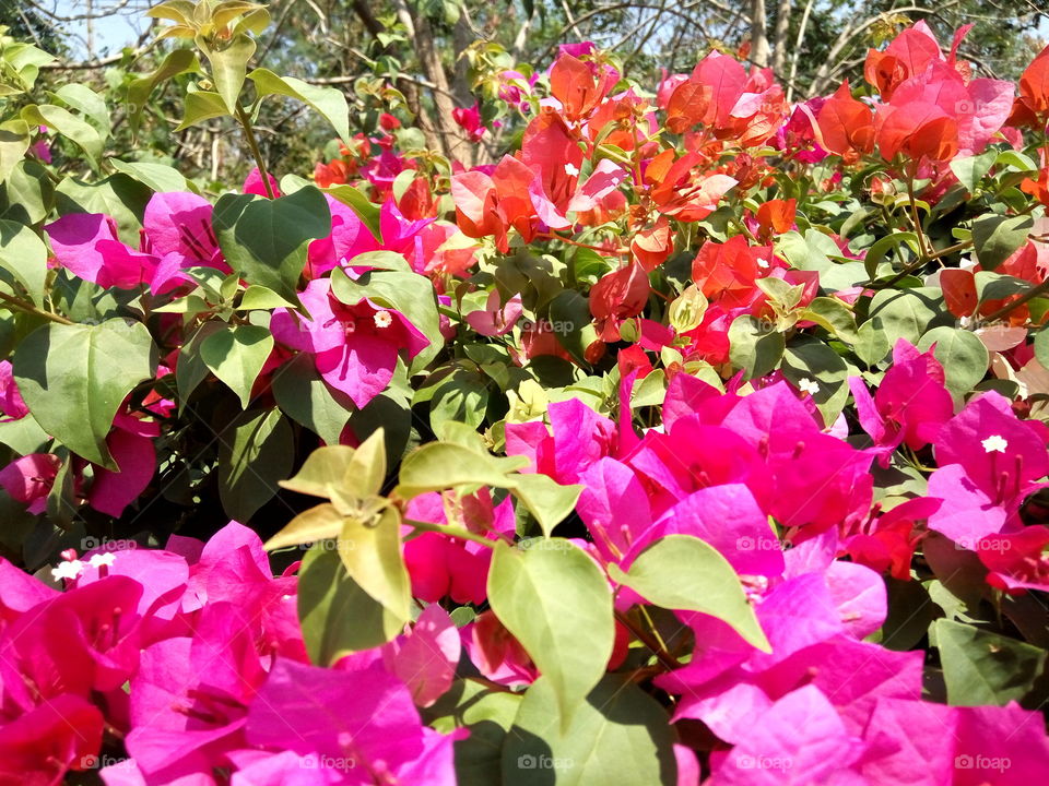 garden of pink and red flowers with green leaves and sunray on them in the afternoon