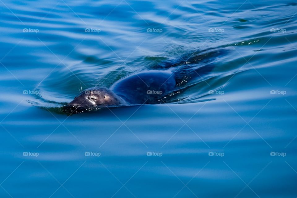 Grey seal Hörnum harbor - Sylt - 