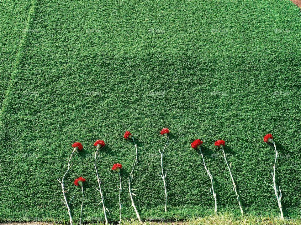 Red carnations on the green grass