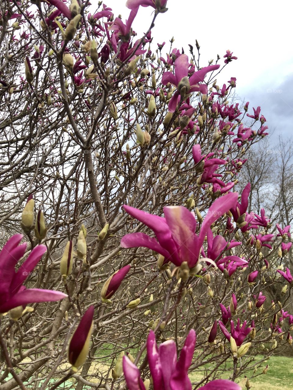 Spring buds flowers on a tree branches starting to bloom 