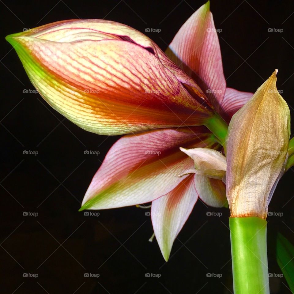 Amaryllis 