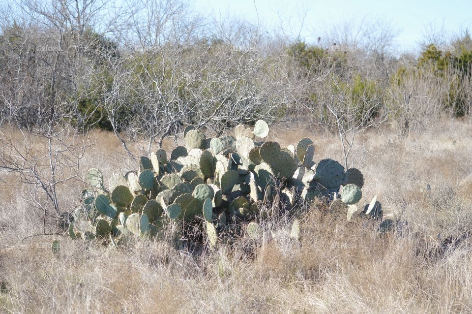 Huge Prickly Pear cactus mound. 