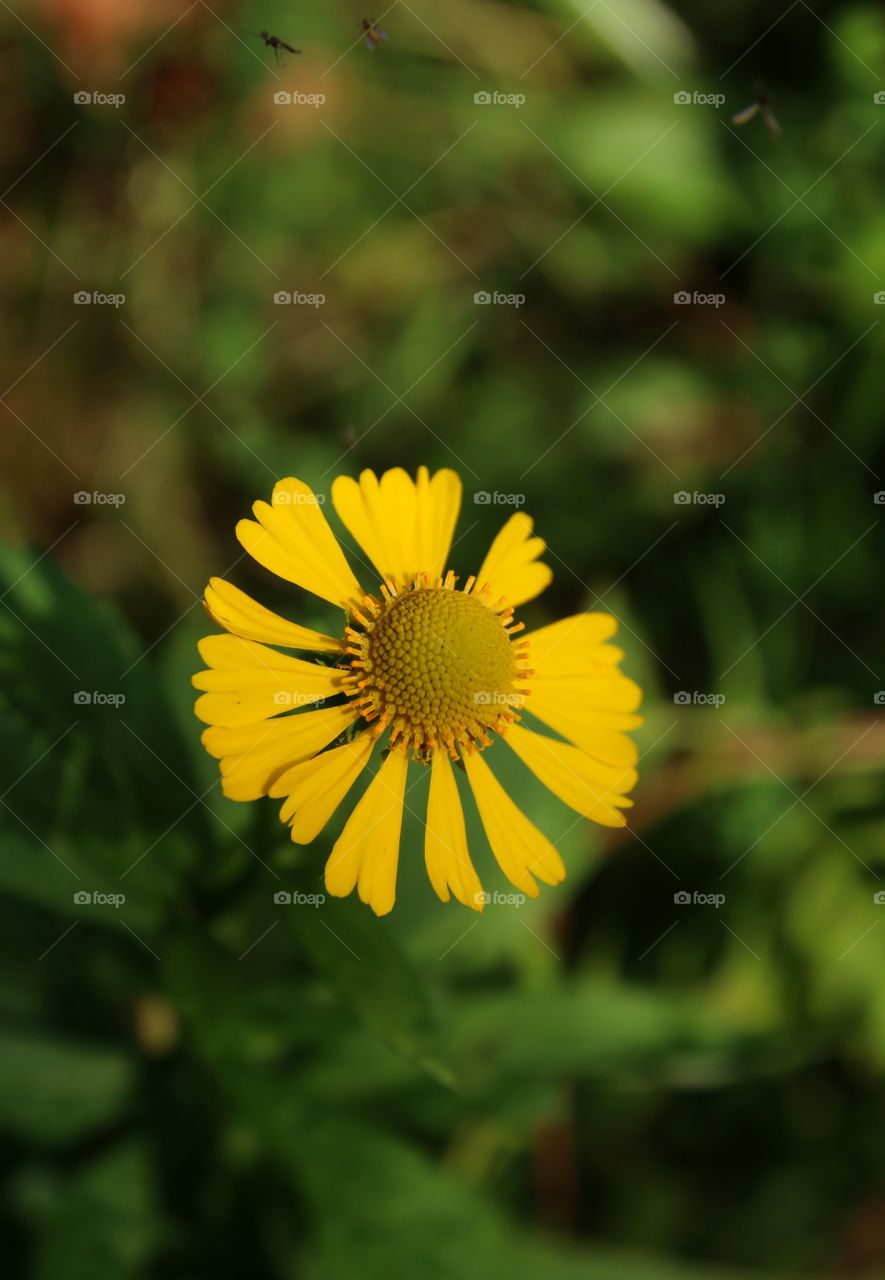 Selective view of yellow flower