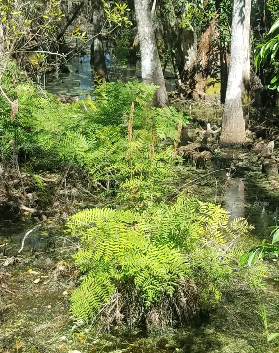 Swamp Ferns at Florida State Parks