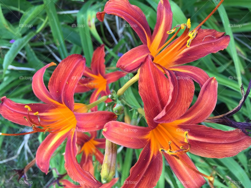 Deep Orange Lilies in Bloom