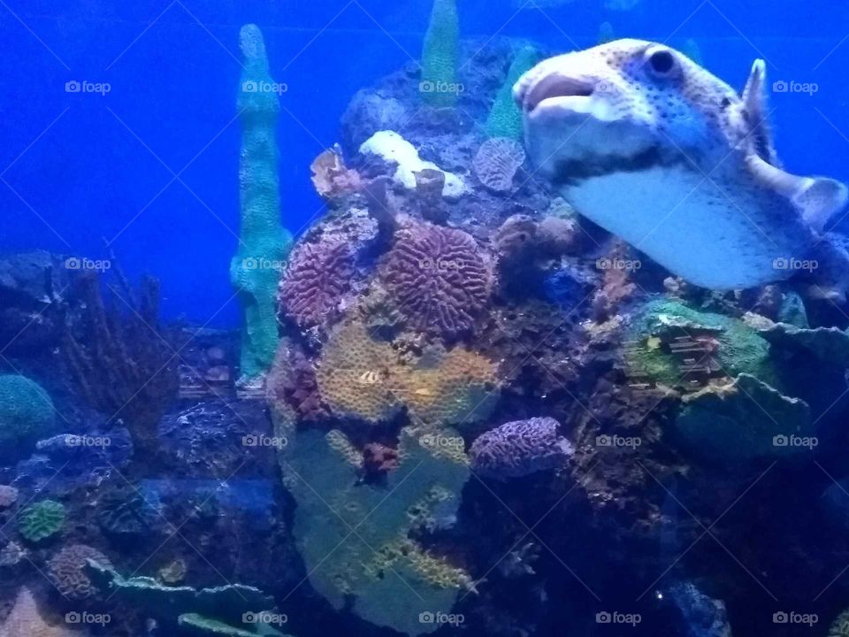 En esta foto se puede apreciar a un pez globo junto a un coral esta foto fue tomada en el acuario de Veracruz con un celular Motorola G5.