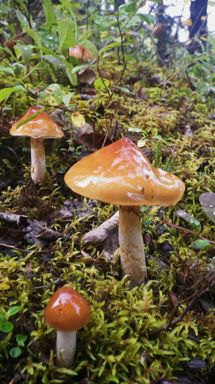 Toadstool in Denali, Alaska