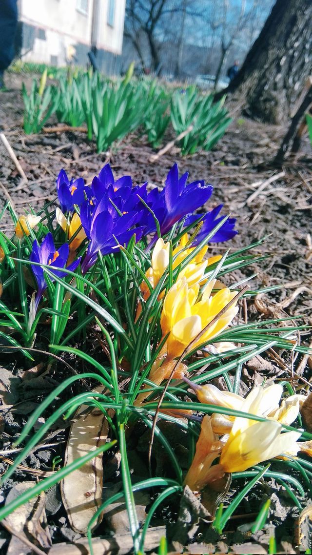 Plant plants to celebrate