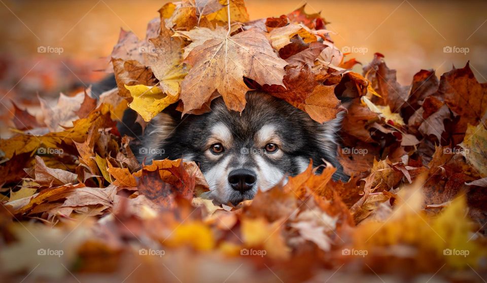 Dog among leaves