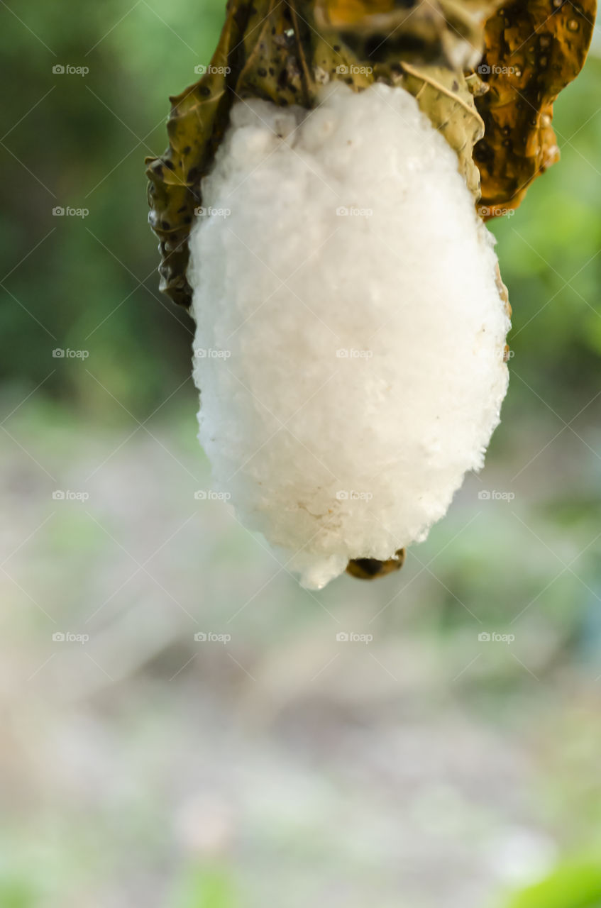 Top Of Branconid Wasp Cocoons