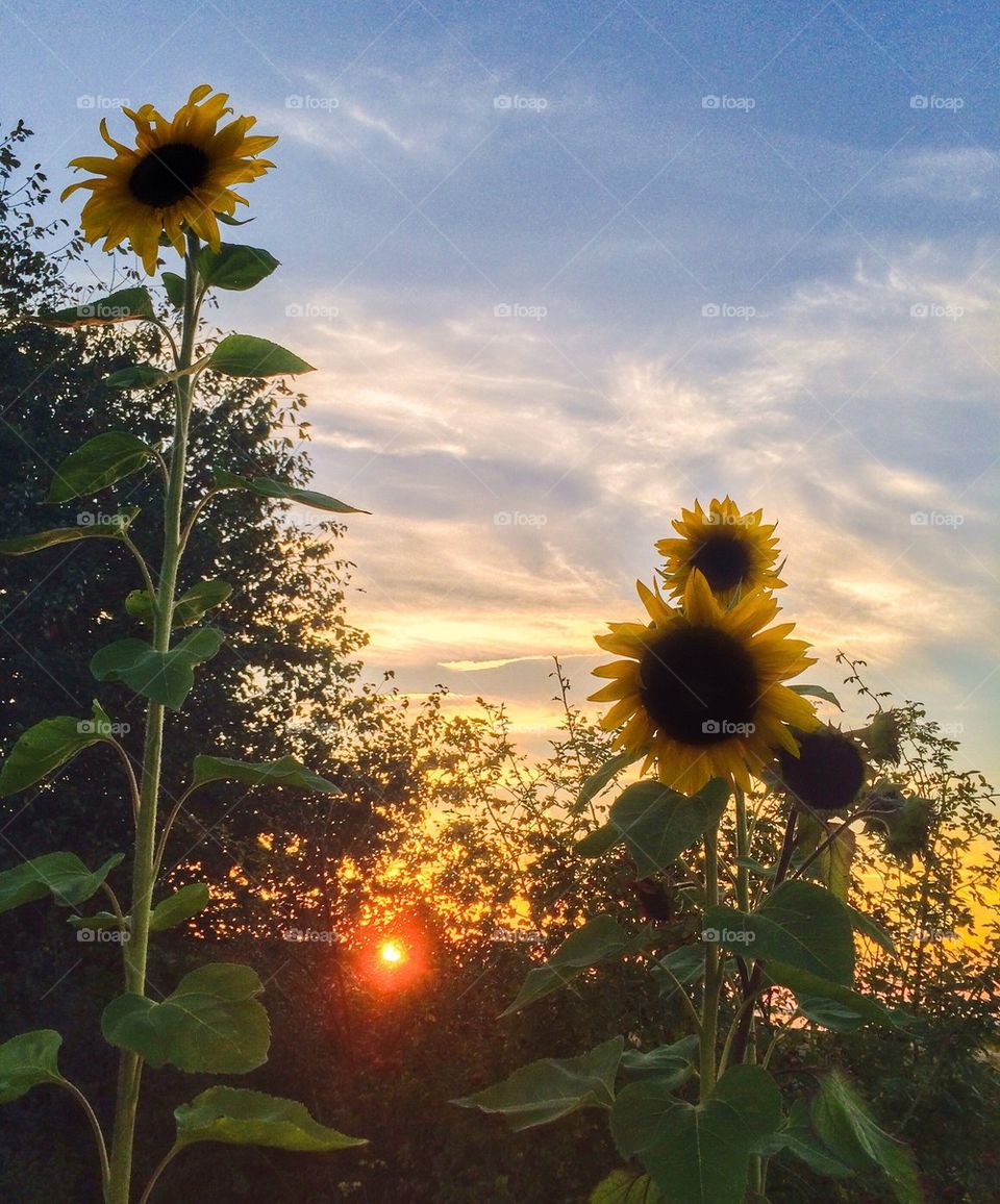 Sunflowers