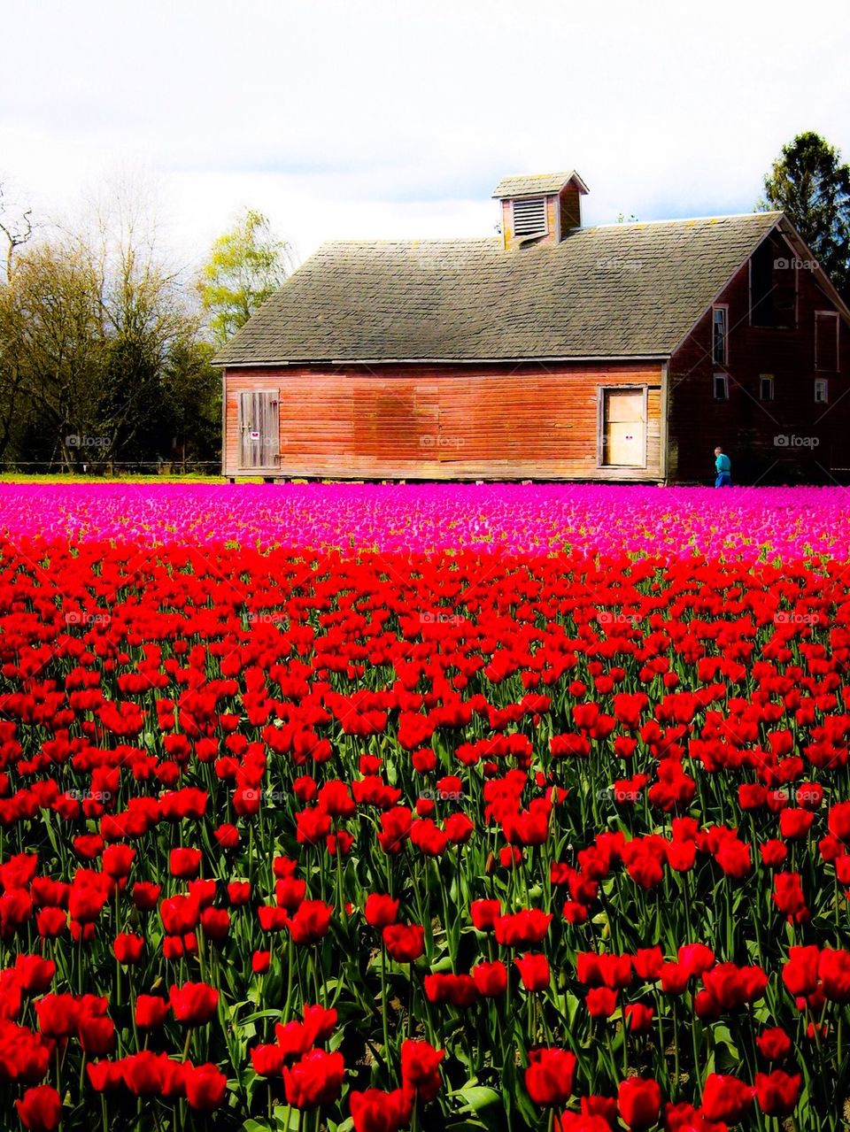 Tulip farm
