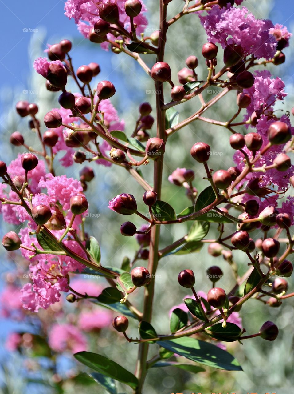 blooming pink flower