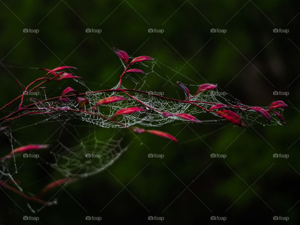 Spider Web in the Morning Light on a Branch With Red Leaves. 