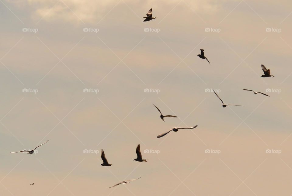 seagulls flying