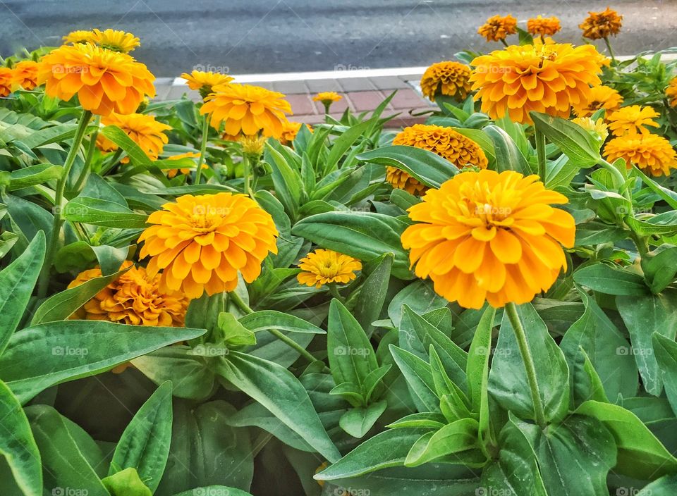 Yellow marigolds 