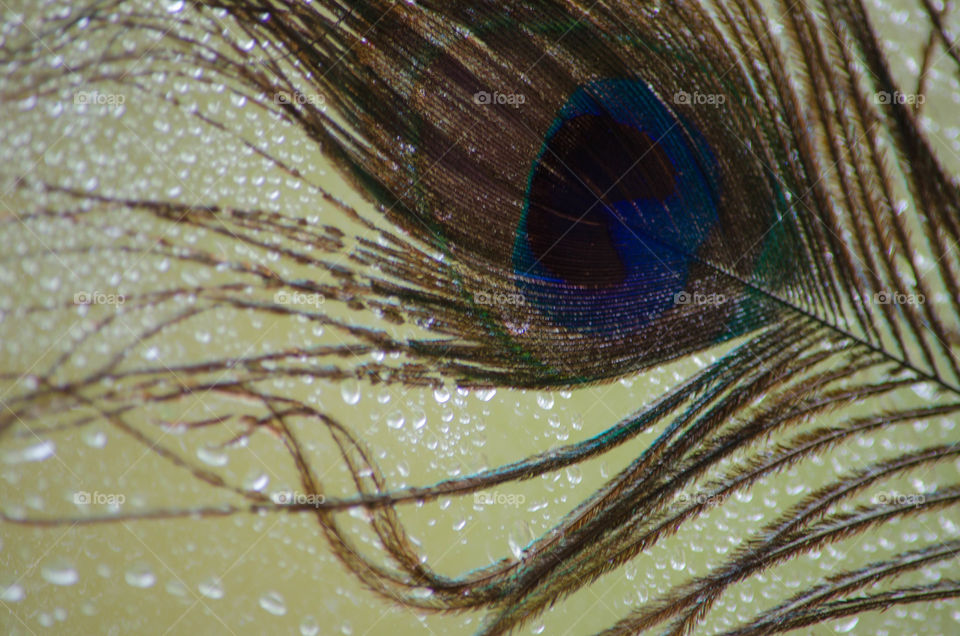 peacock feather. peacock feather with water drops