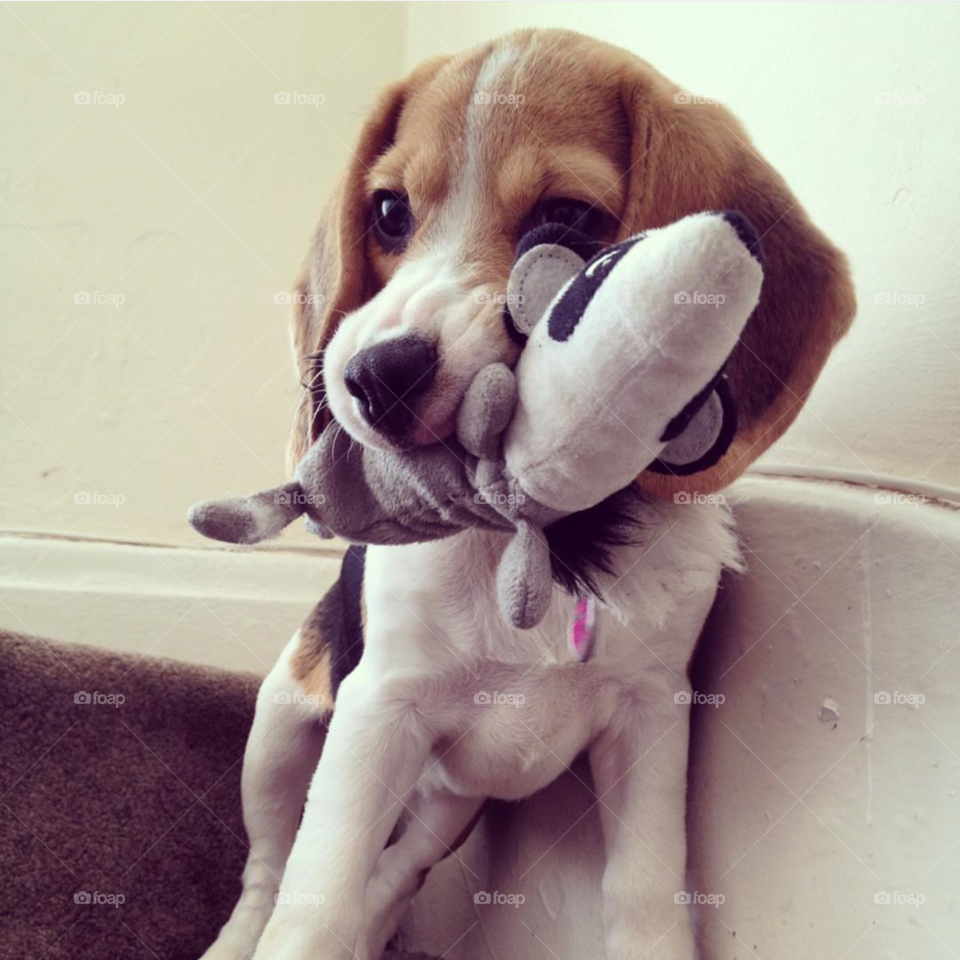 A Beagle's First Kill