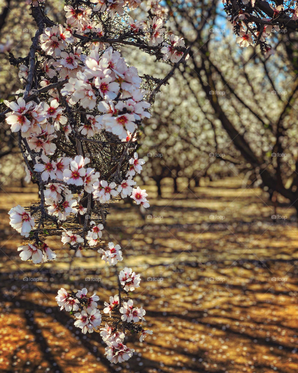 Almond orchard blooms