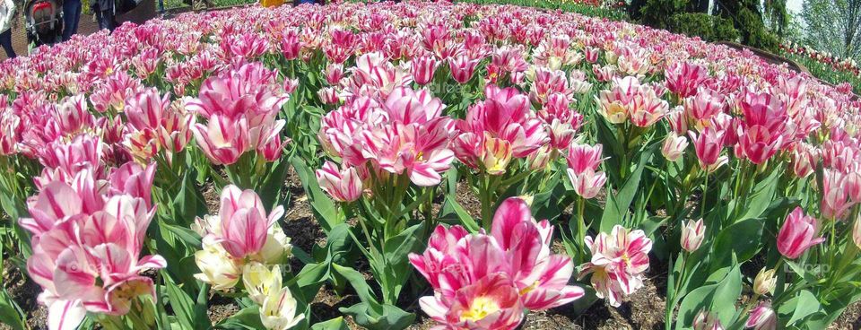 Pink tulips growing on field