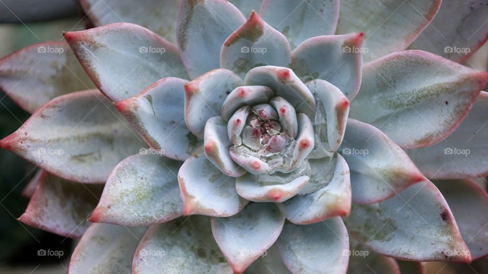 echeveria blue bird