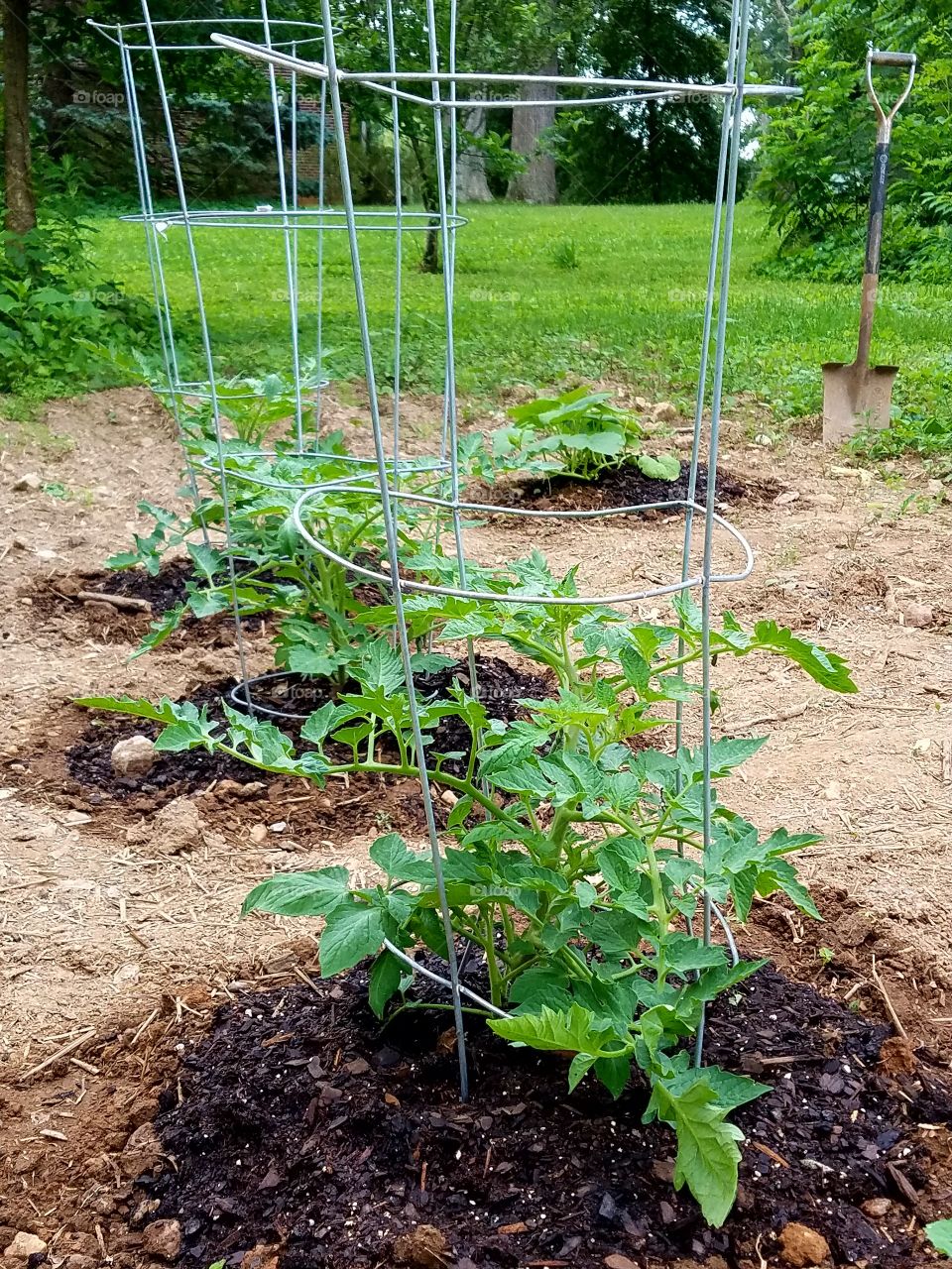 Tomato Plants with cages