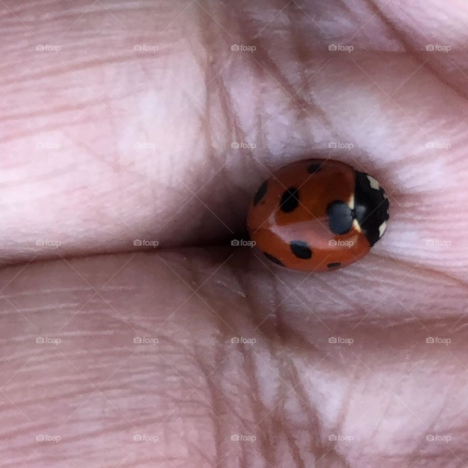 Beautiful ladybug in my hand.