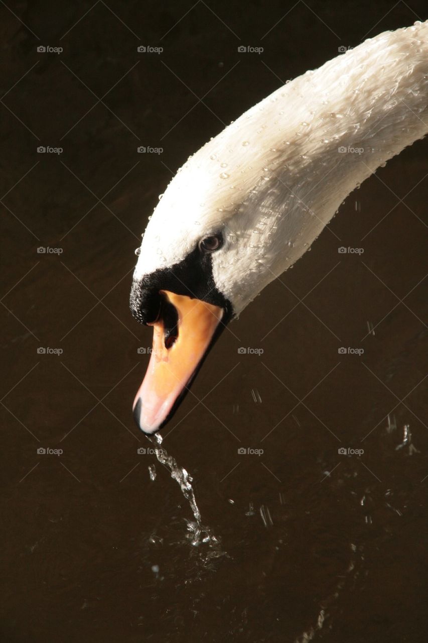 Swan drinking water