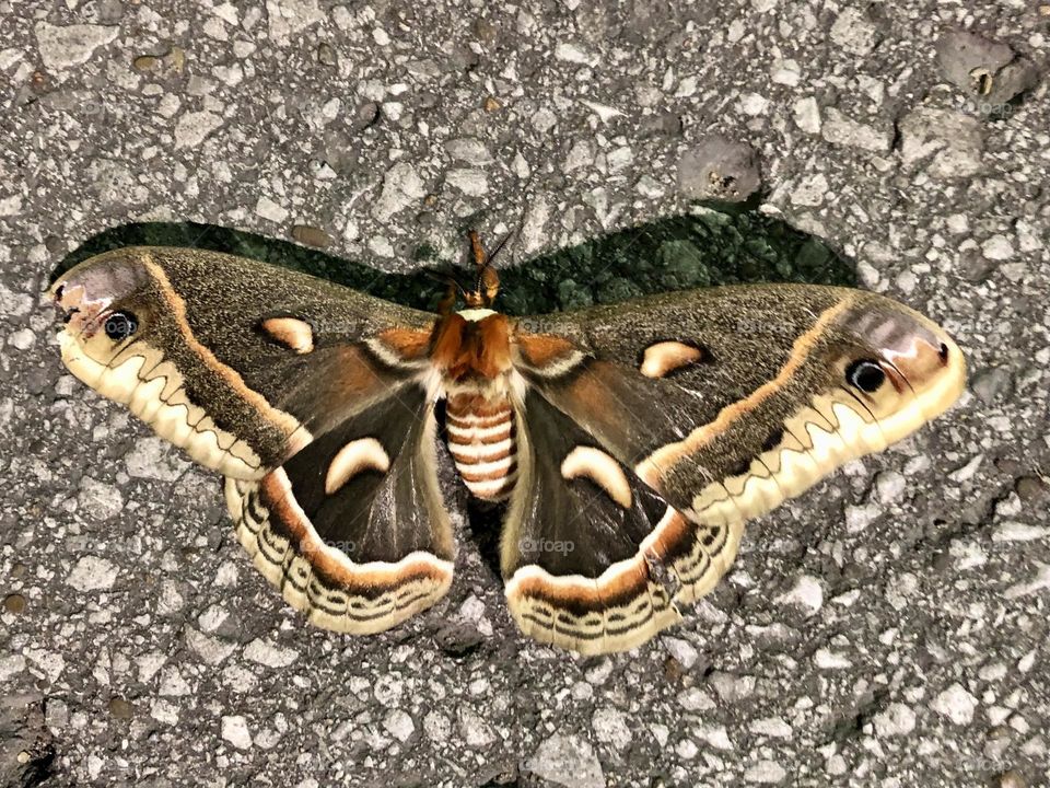 Beautiful moth on pavement in spring nature