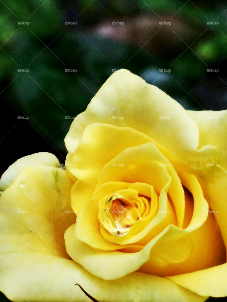 Flower, Rose, No Person, Nature, Romance