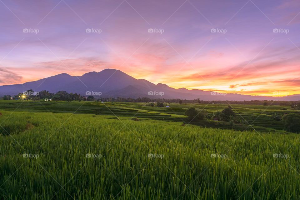 sunrise with green rice fields