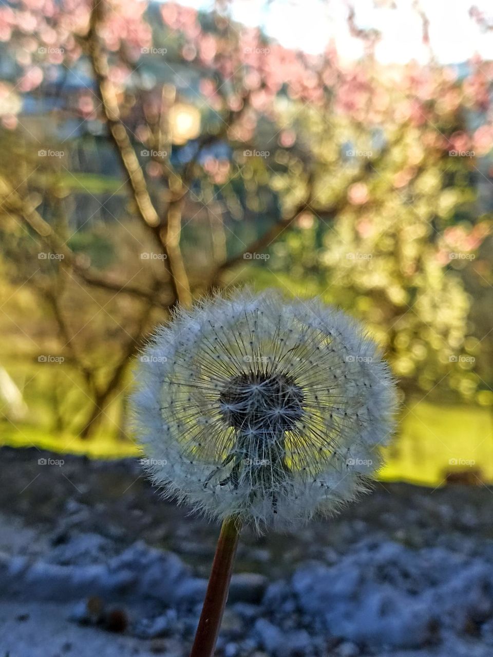 Dandelion