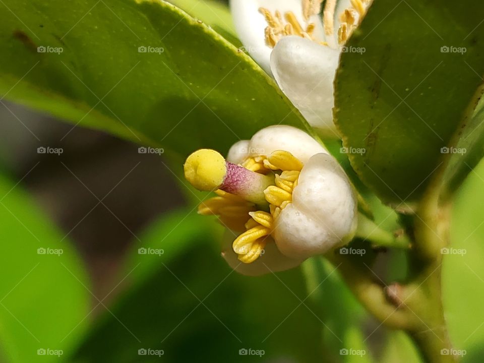 Mexican keylime flower bud starting to bloom as spring season has started.