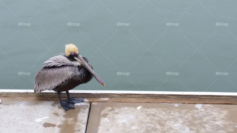 Pelican Devito