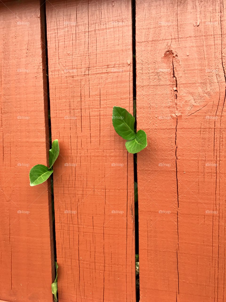 Leaves coming through fence