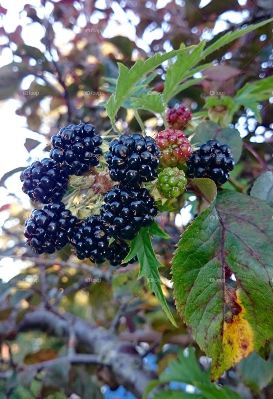 Blackberries on tree branch