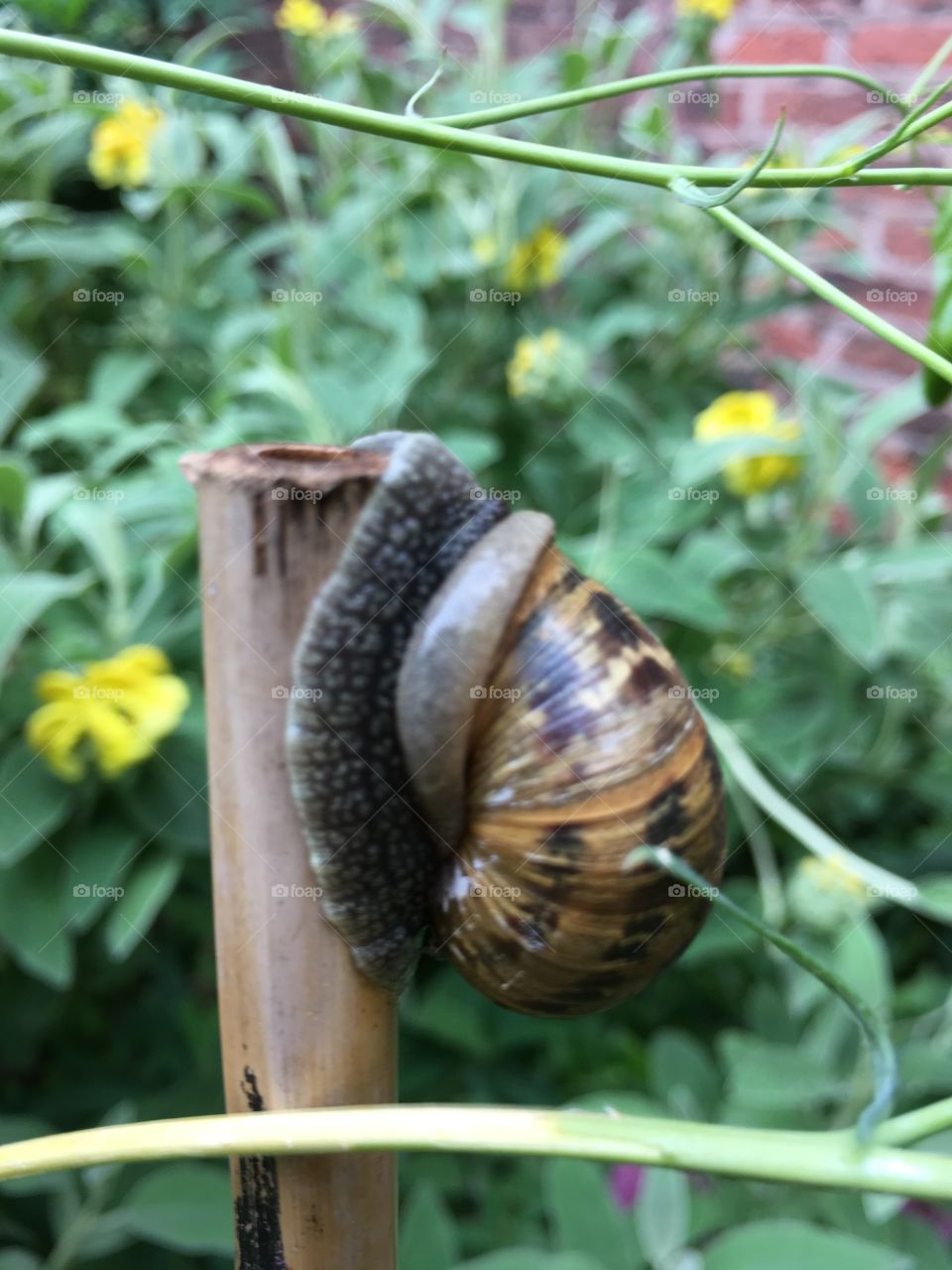 Close up view of a snail crawling up a garden stake stick in the garden with phlomis flowers in the background 