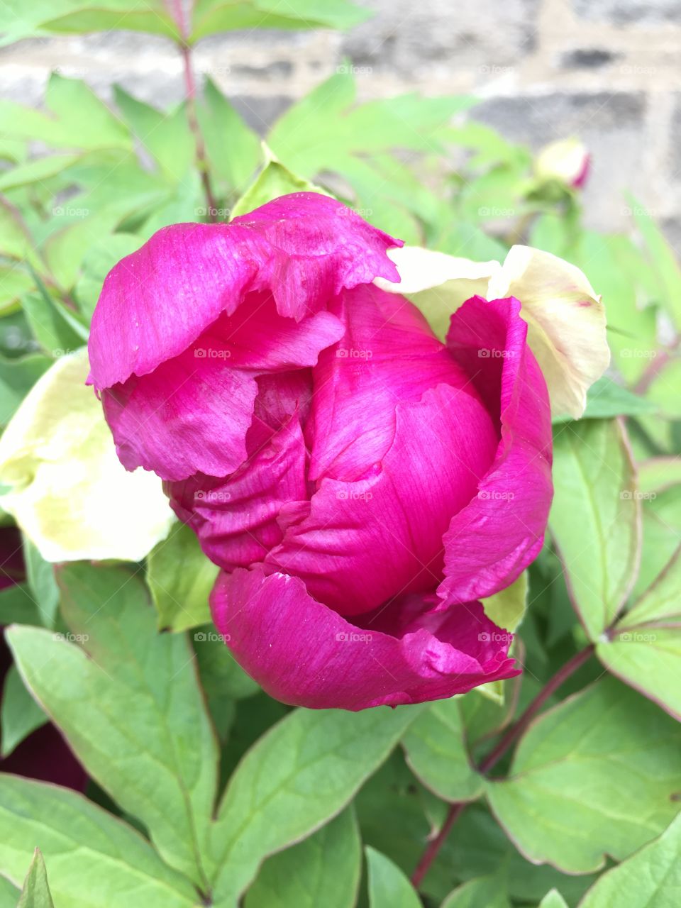 Peony about to open 