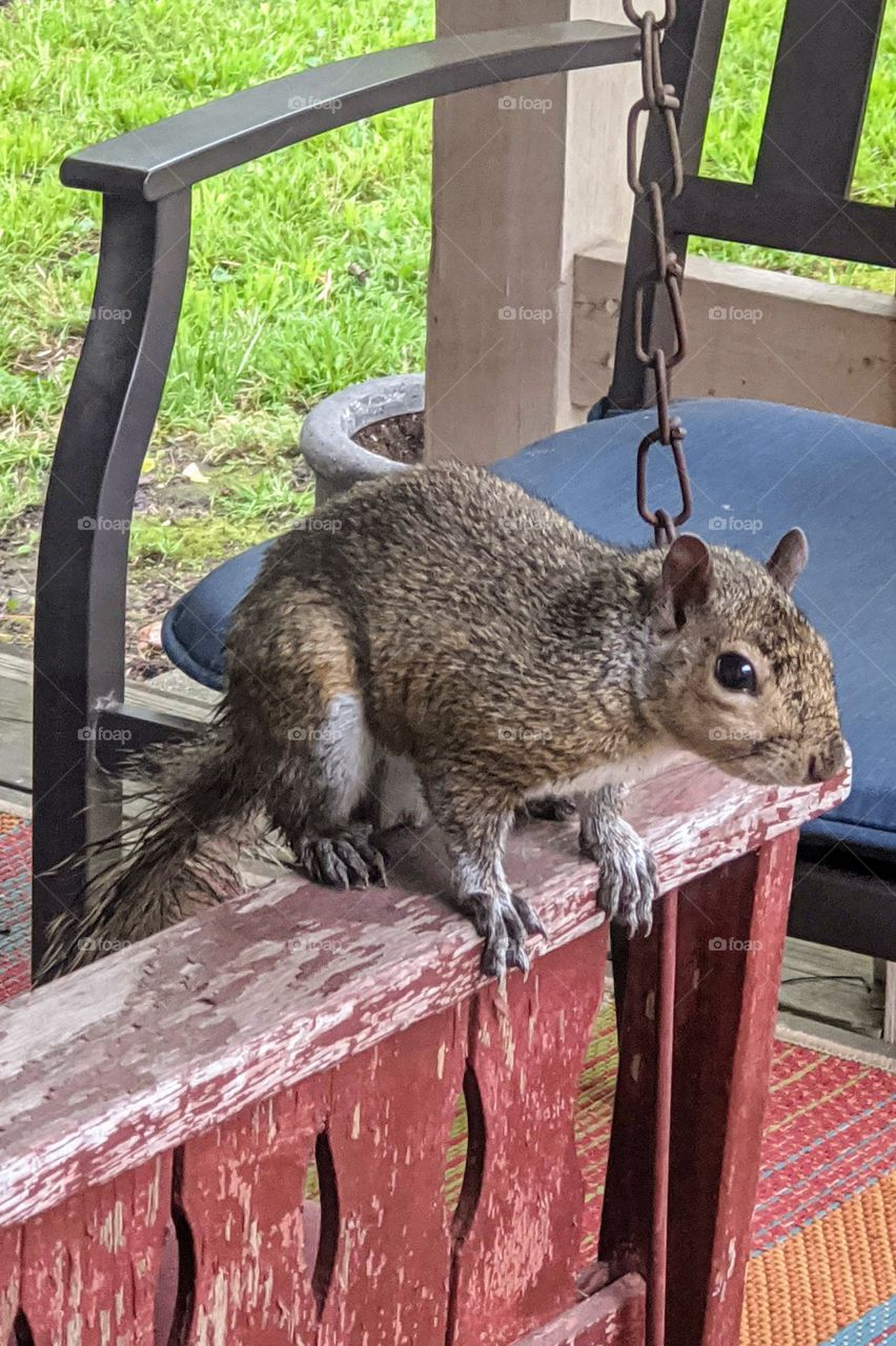 squirrel