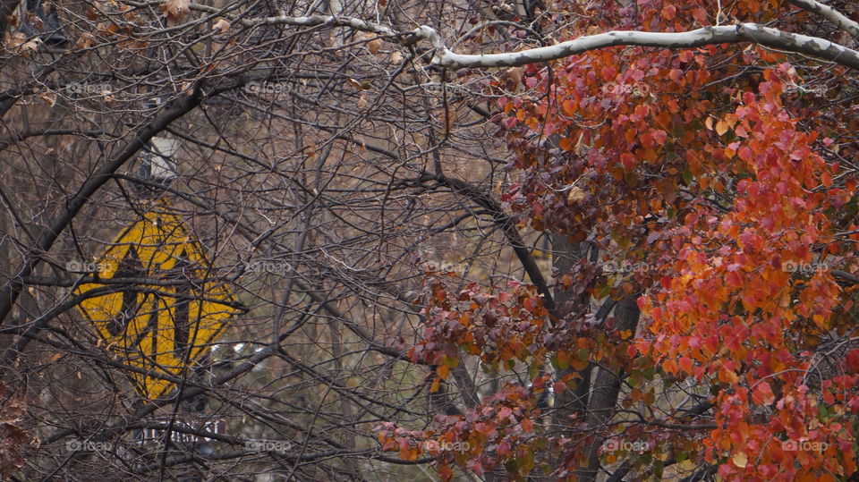 Otoño en la ciudad