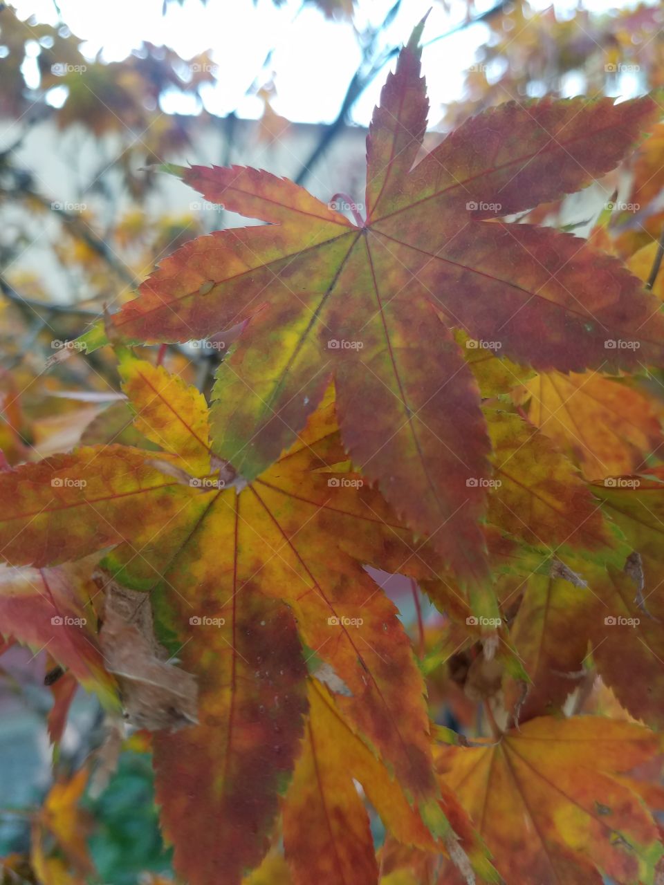 Fall, Leaf, Maple, Bright, Season