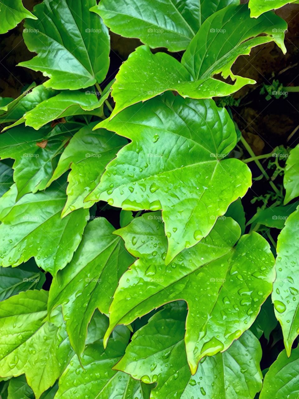 Close up ivy