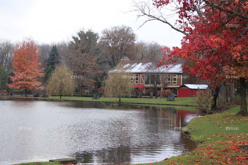 Tree with red leaves by lake and building 